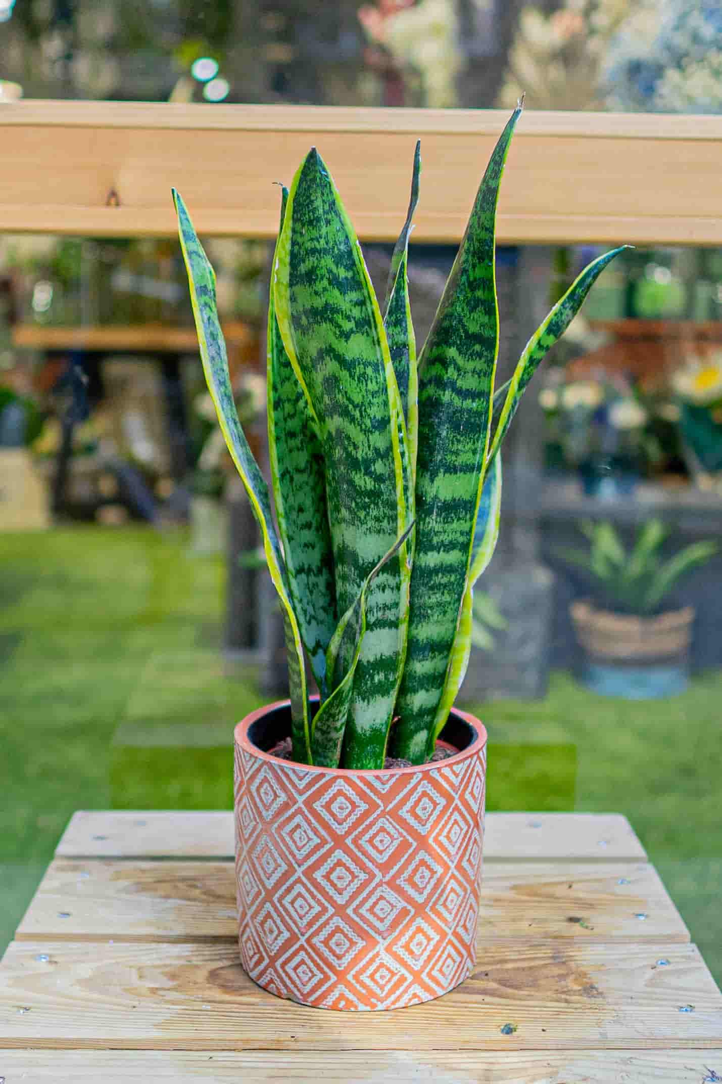 sansevieria de poco cuidado