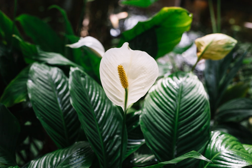 spathiphyllum color blanco