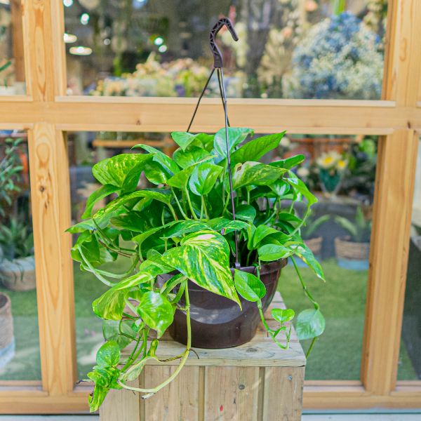 pothos colgante