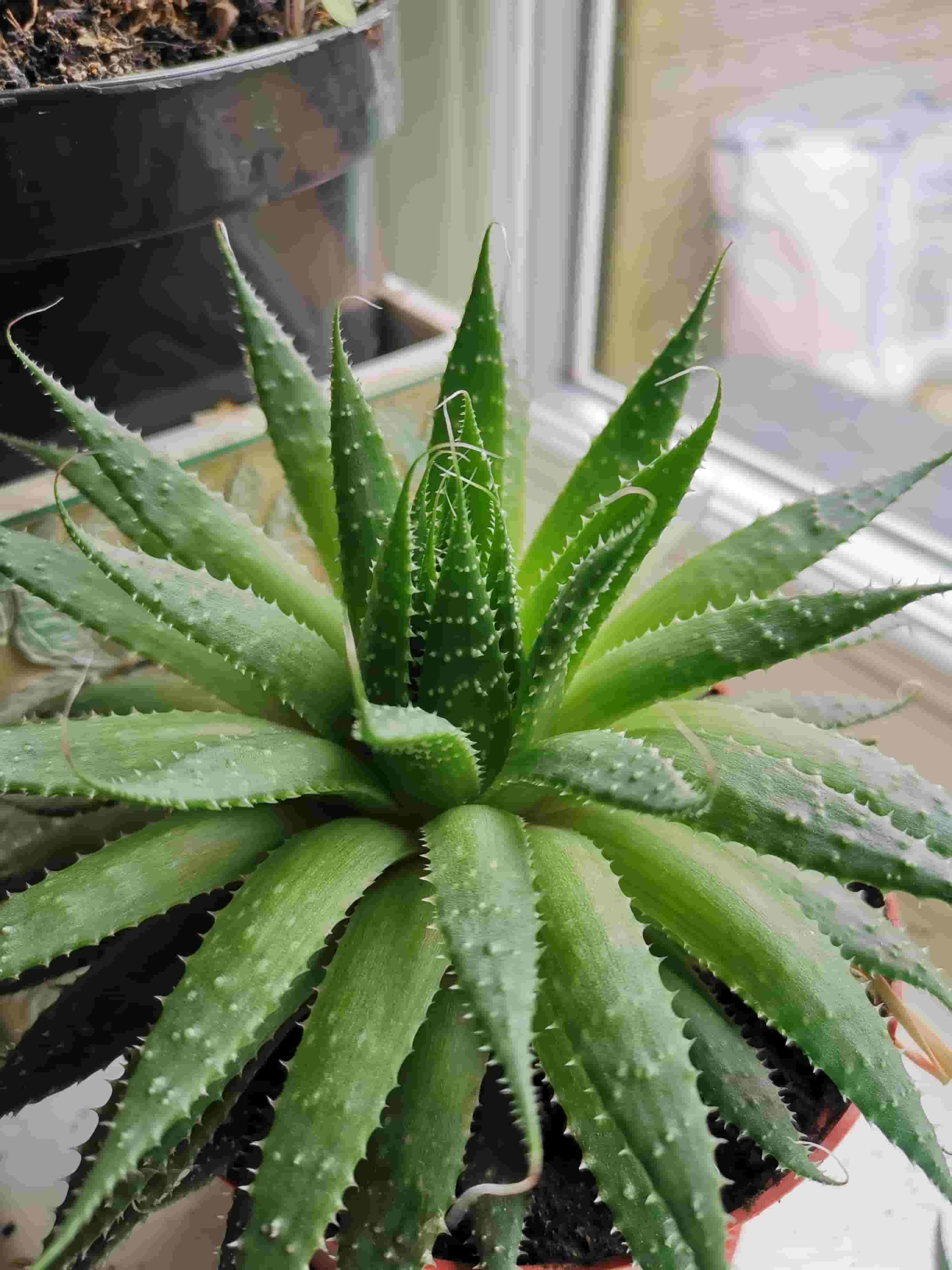 aloe vera