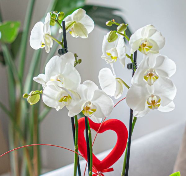 Orquídea San Valentin