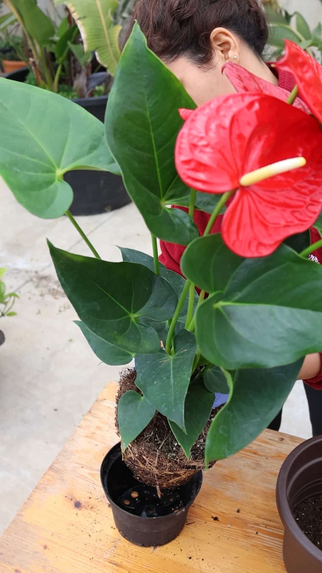 extracción de planta