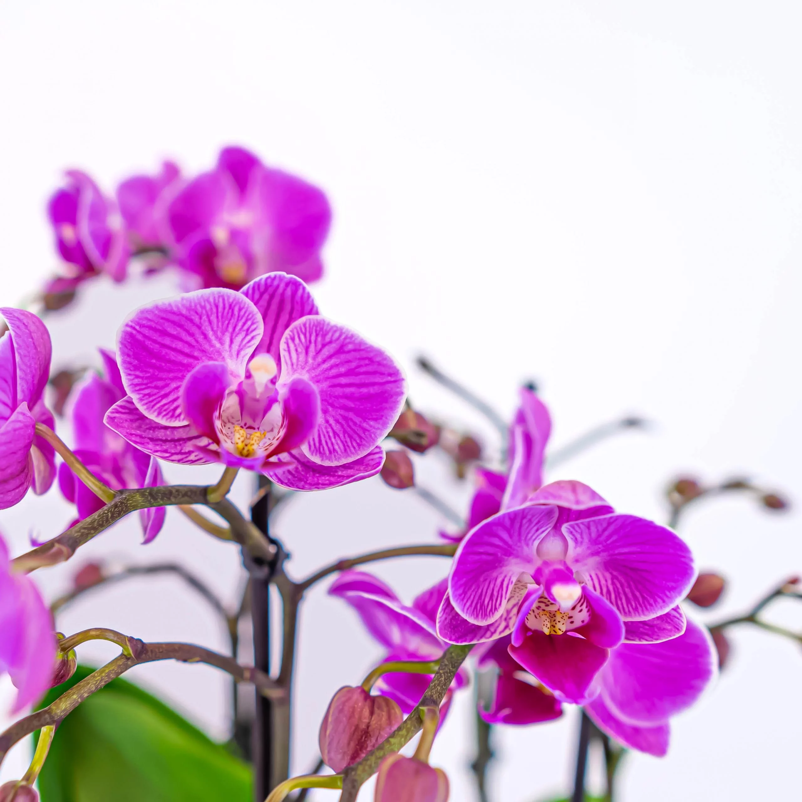 orquideas para regalar