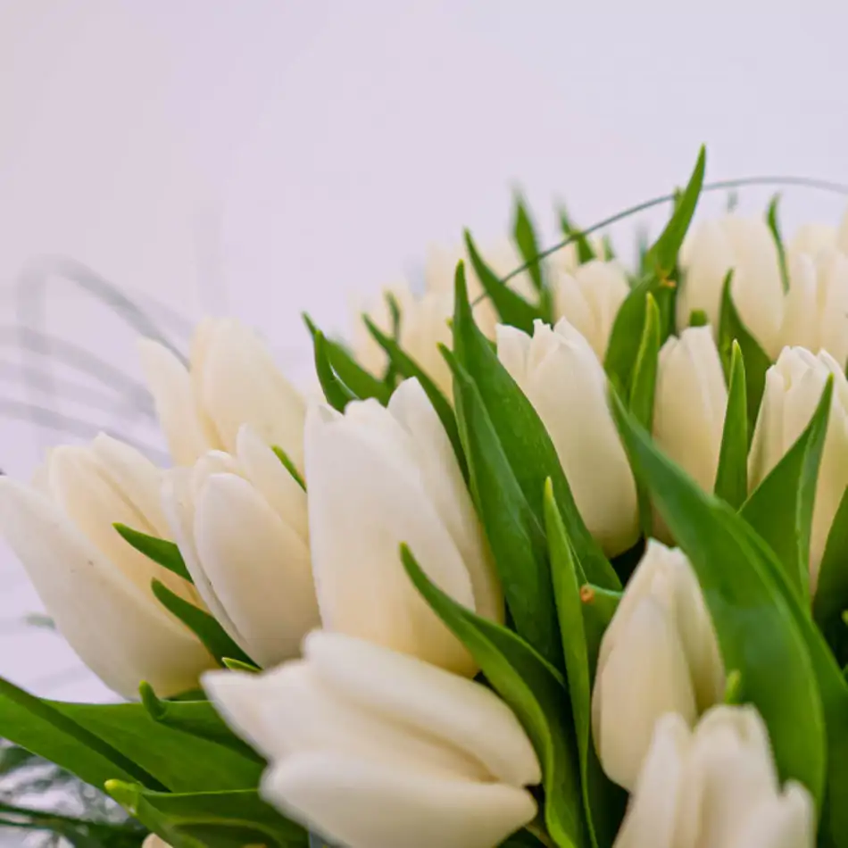 51 tulipanes blancos