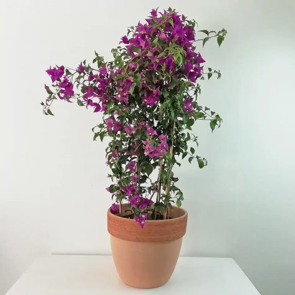 Bouganvillia arco