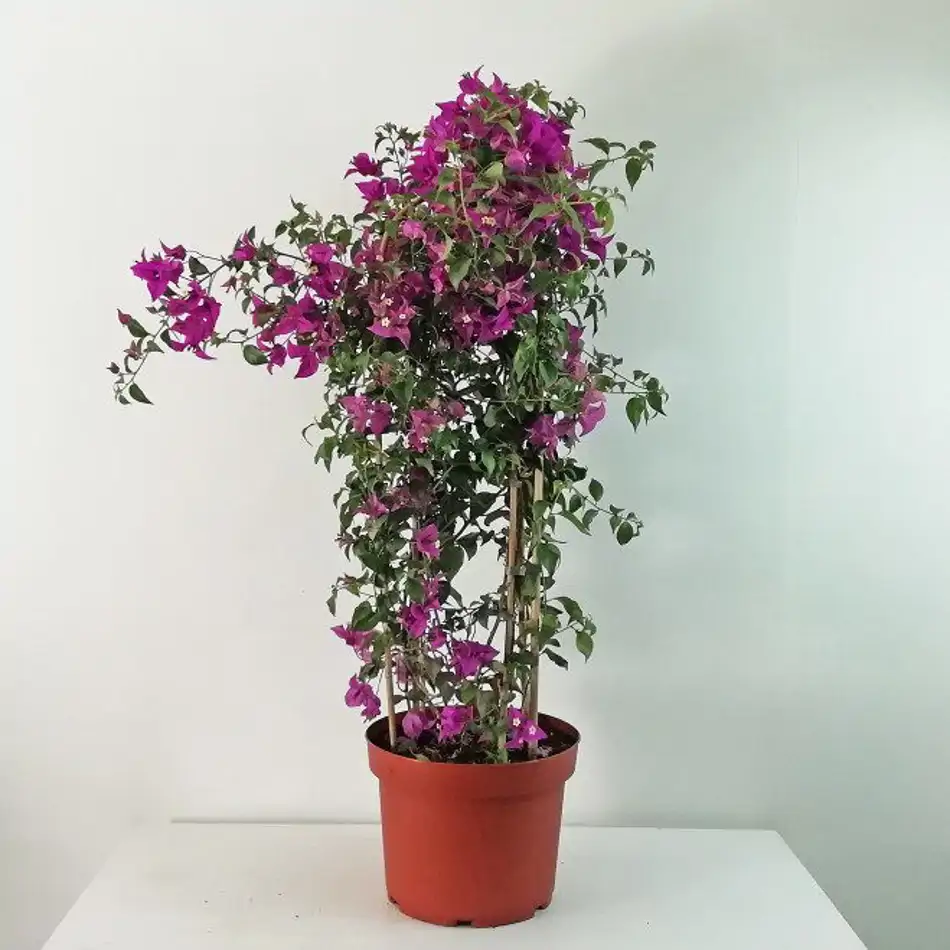 Bouganvillia arco