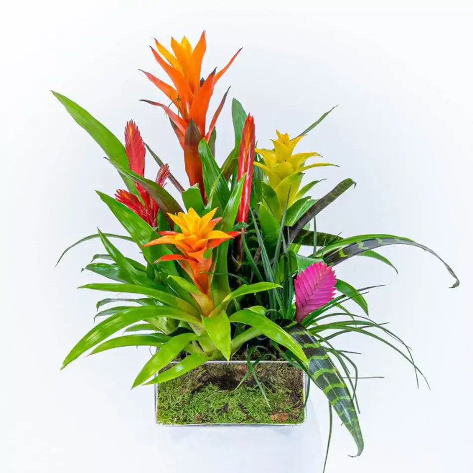 Bromelia mix en cristal