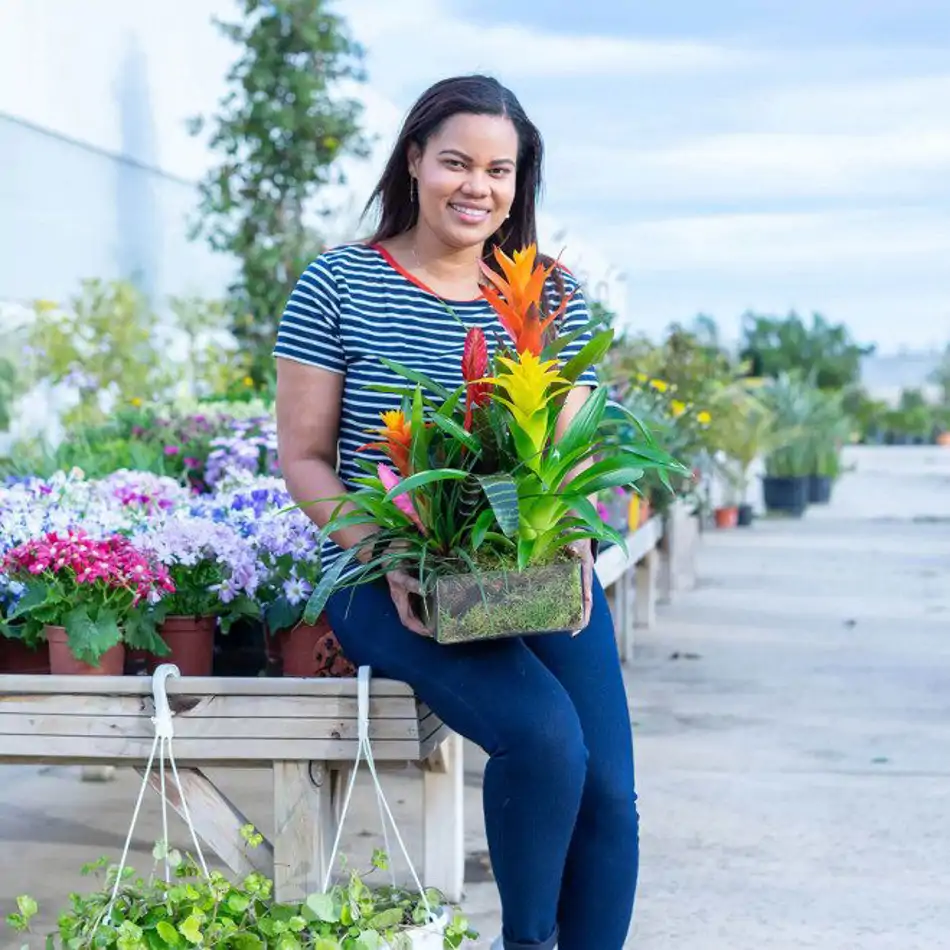 Bromelia mix en cristal