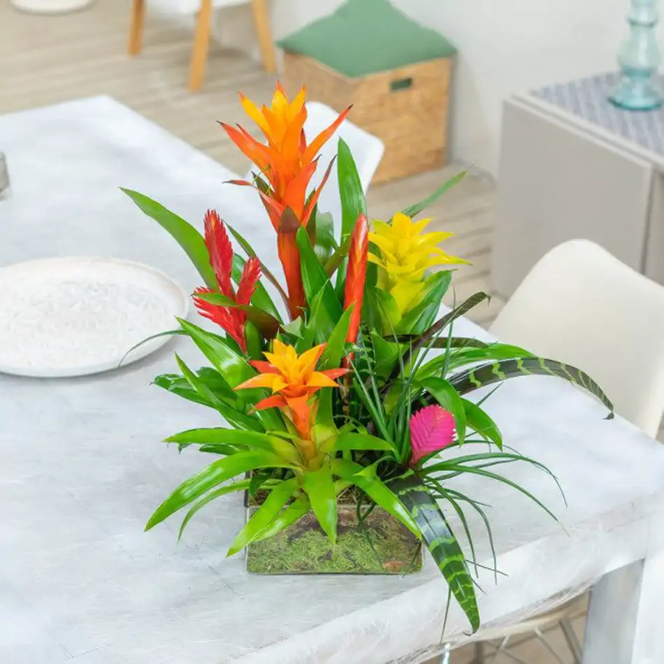 Bromelia mix en cristal
