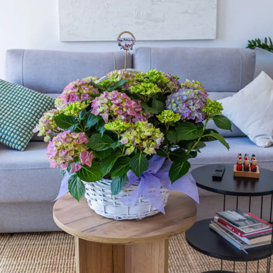 Cesta romántica de hortensias
