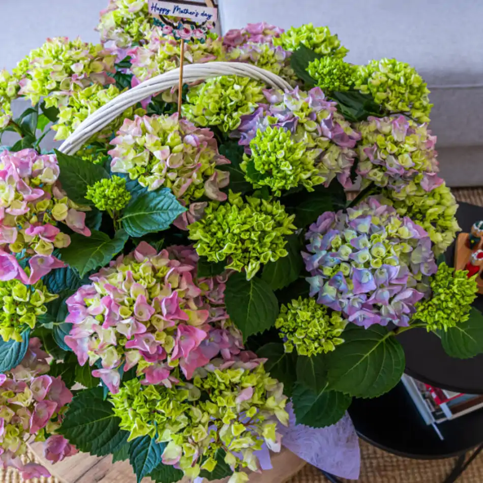 Cesta romántica de hortensias