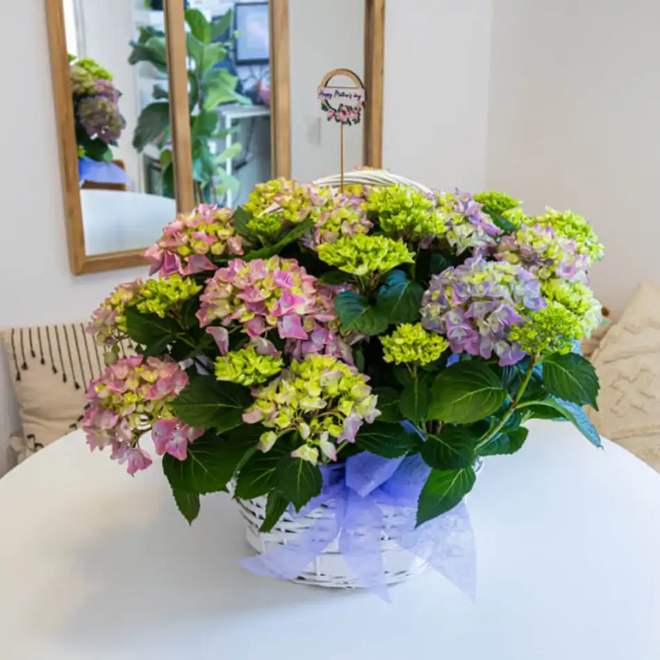 Cesta romántica de hortensias