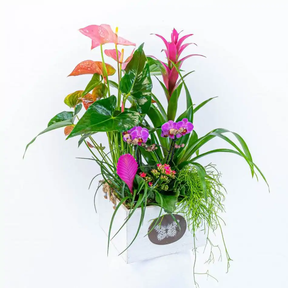 Composición de anthurium