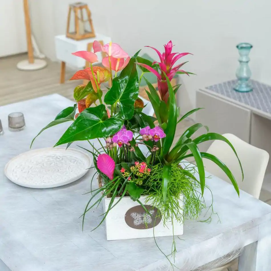 Composición de anthurium