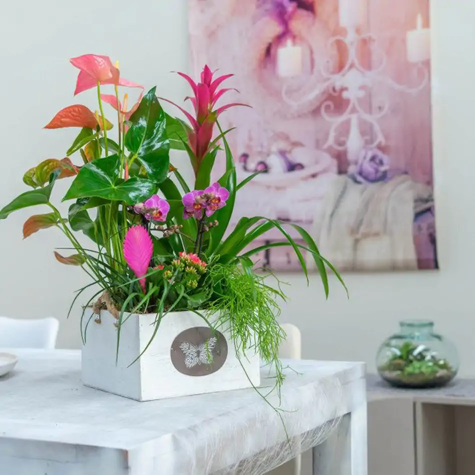 Composición de anthurium