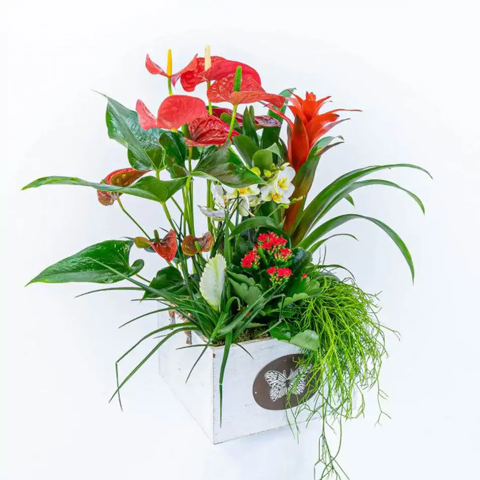 Composición de anthurium
