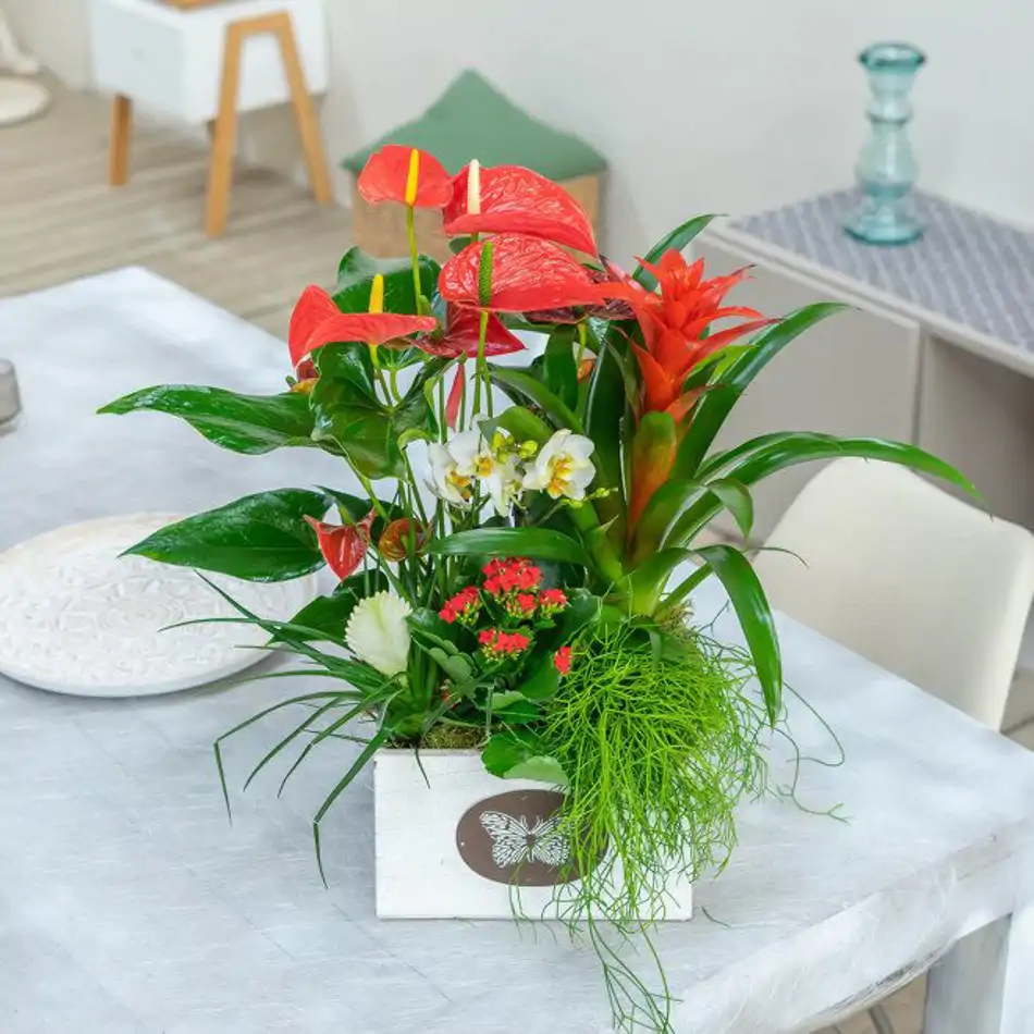 Composición de anthurium