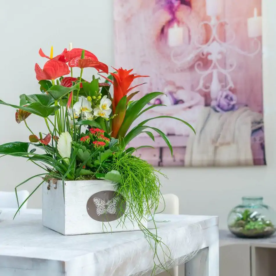 Composición de anthurium