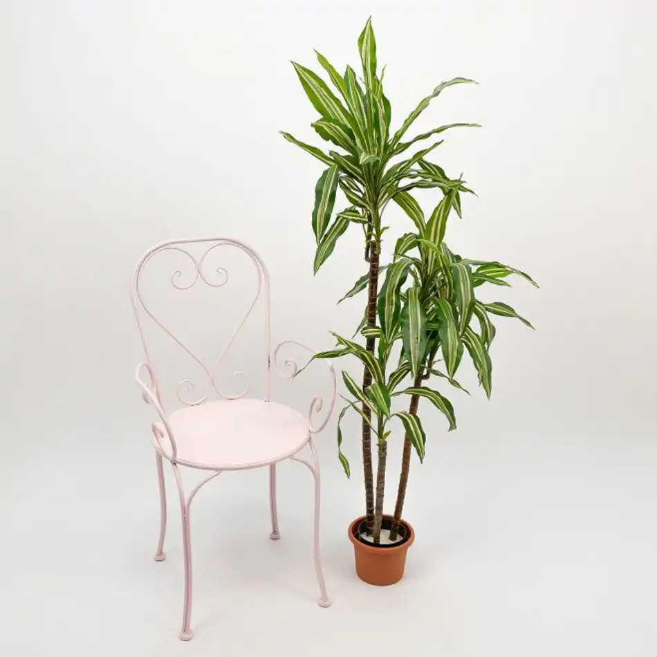 Dracaena Fragans Artificial