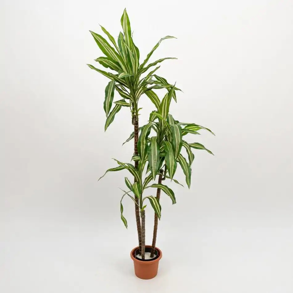 Dracaena Fragans Artificial