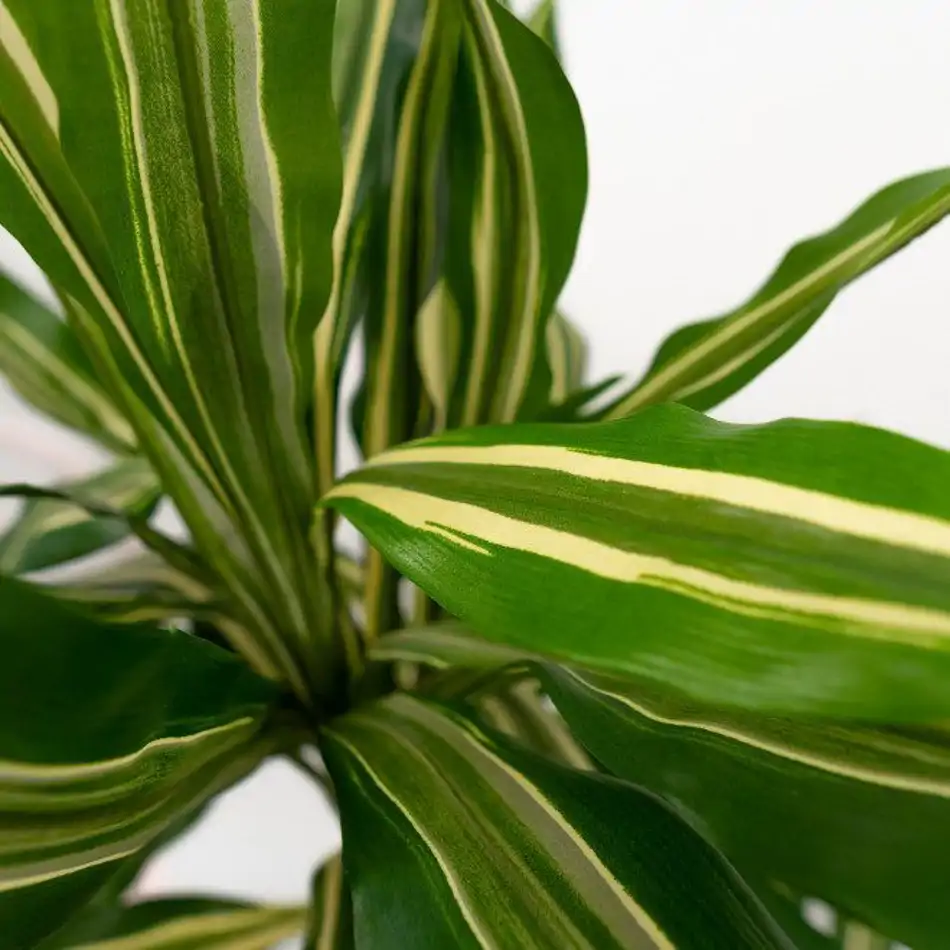 Dracaena Fragans Artificial