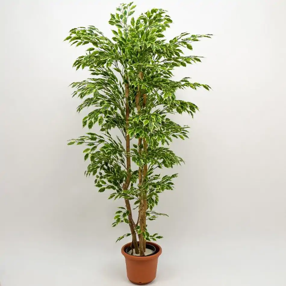 Ficus Hawai Artificial