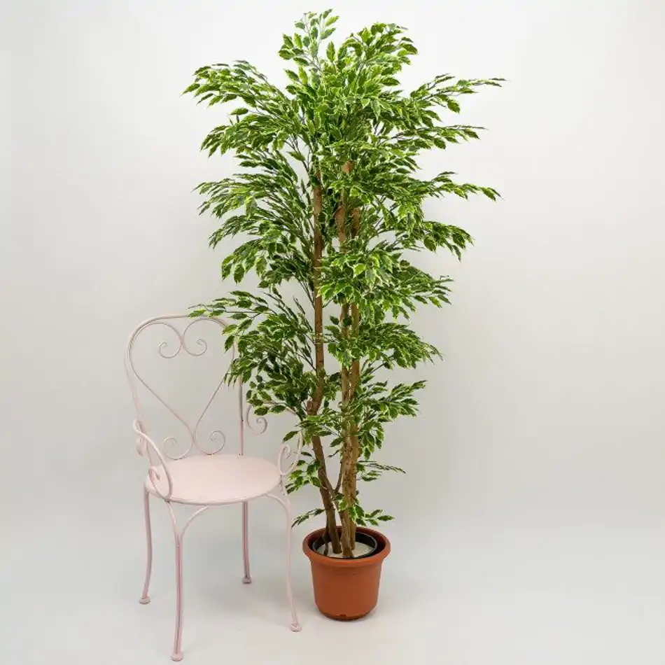 Ficus Hawai Artificial