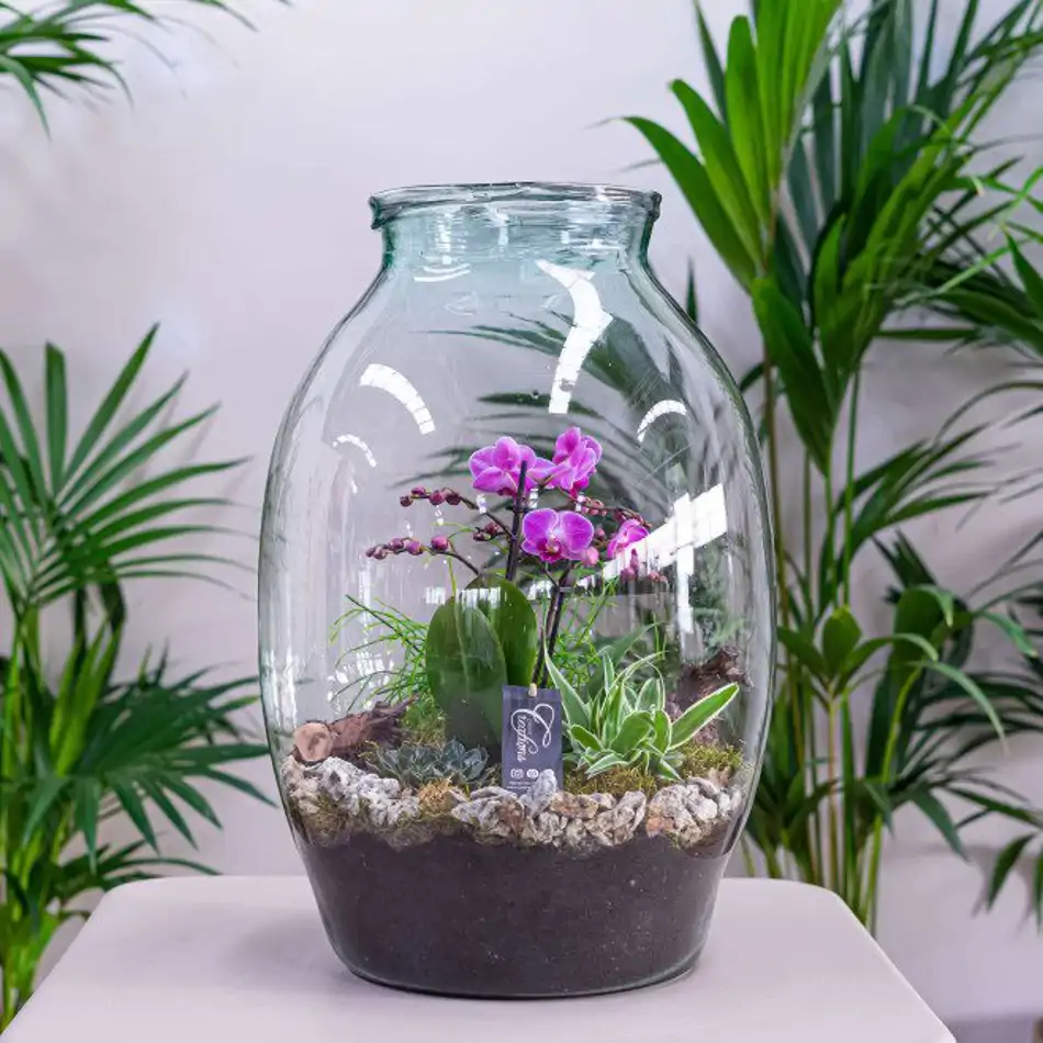 Jarrón con phaleanopsis y crasas