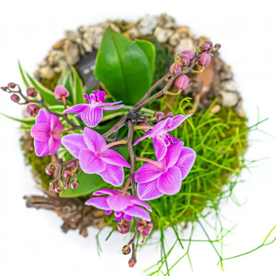 Jarrón con phaleanopsis y crasas