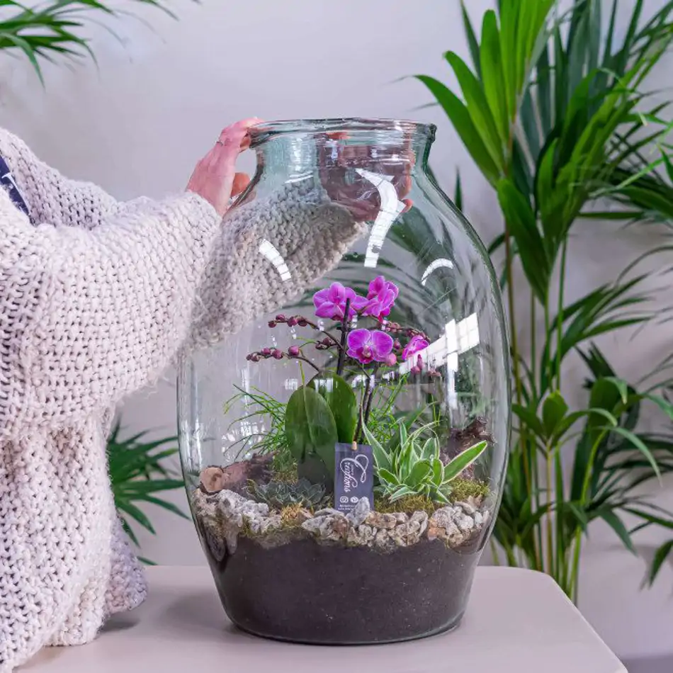 Jarrón con phaleanopsis y crasas