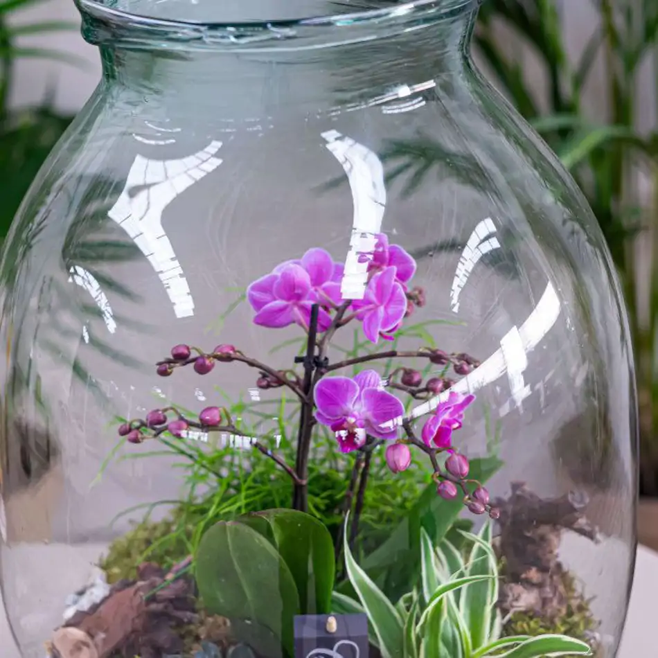 Jarrón con phaleanopsis y crasas