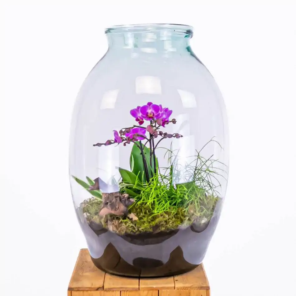 Jarrón con phaleanopsis y crasas