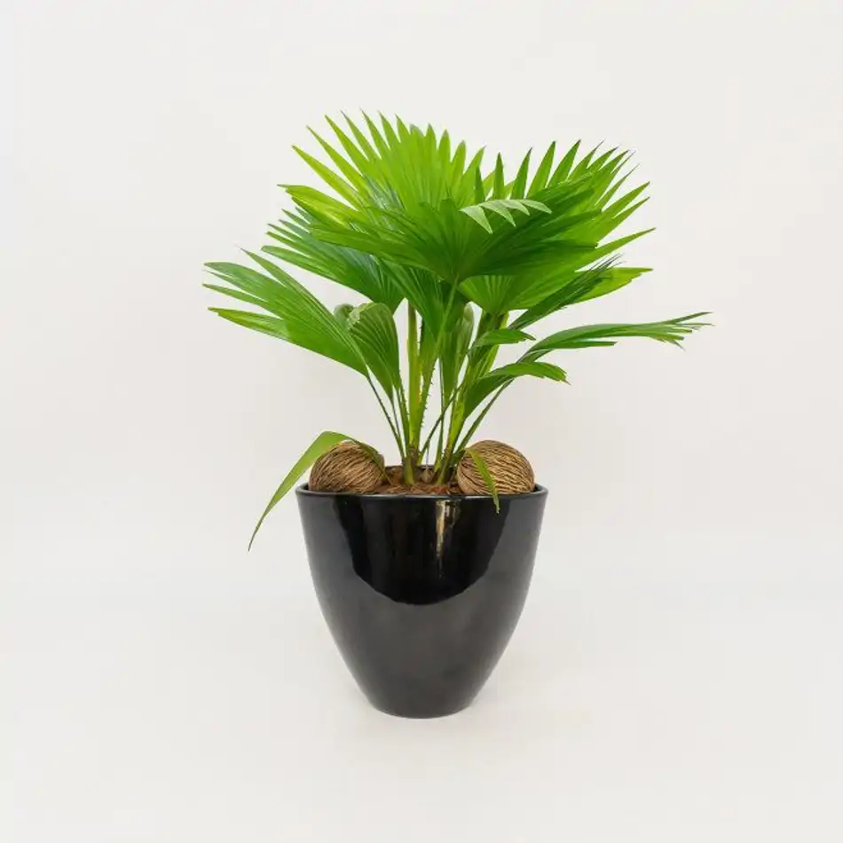 Livistona rotundifolia