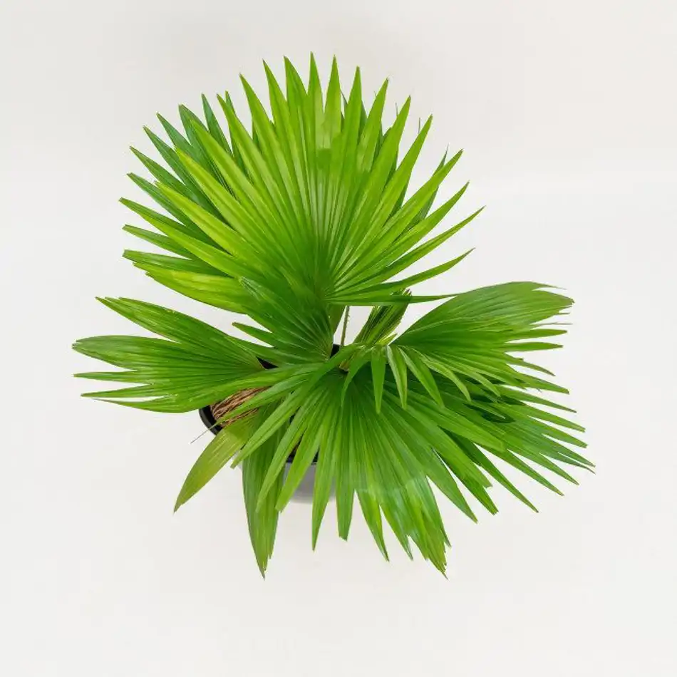 Livistona rotundifolia