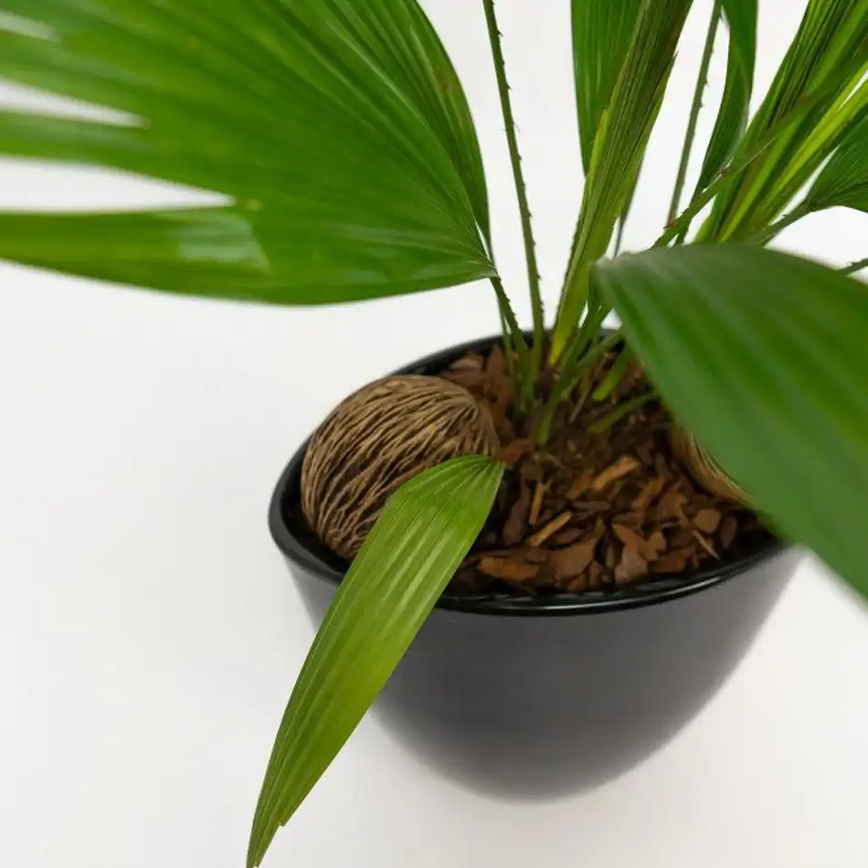 Livistona rotundifolia