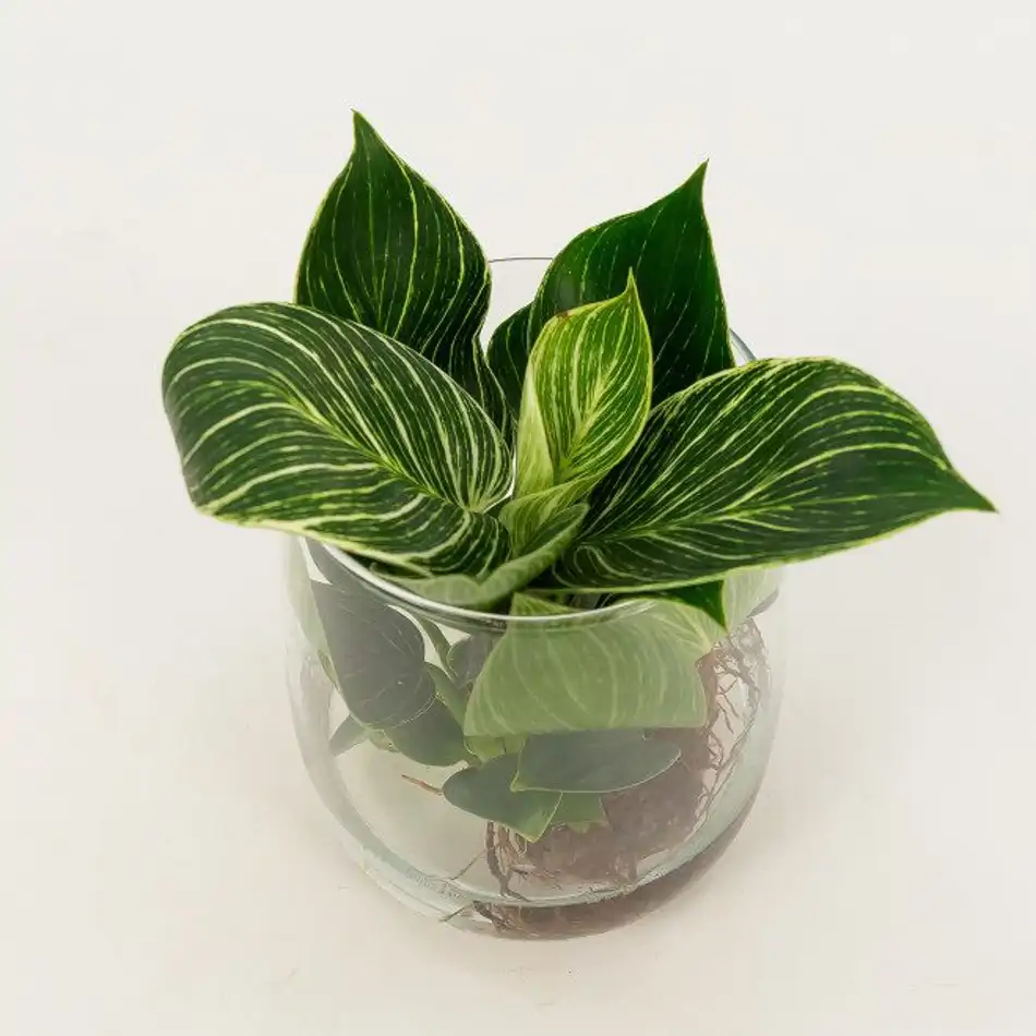 Philodendro aquàtic