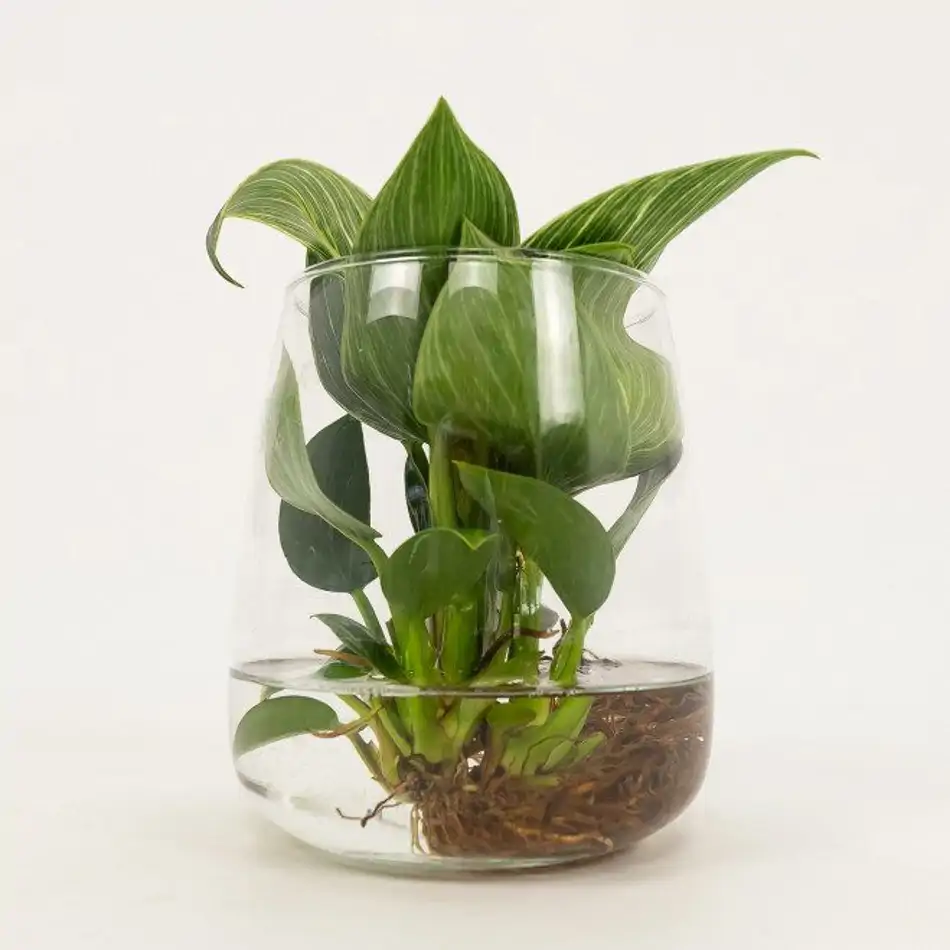 Philodendro aquàtic