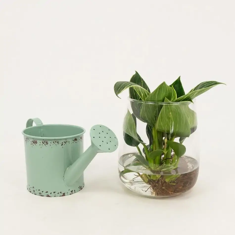 Philodendro aquàtic