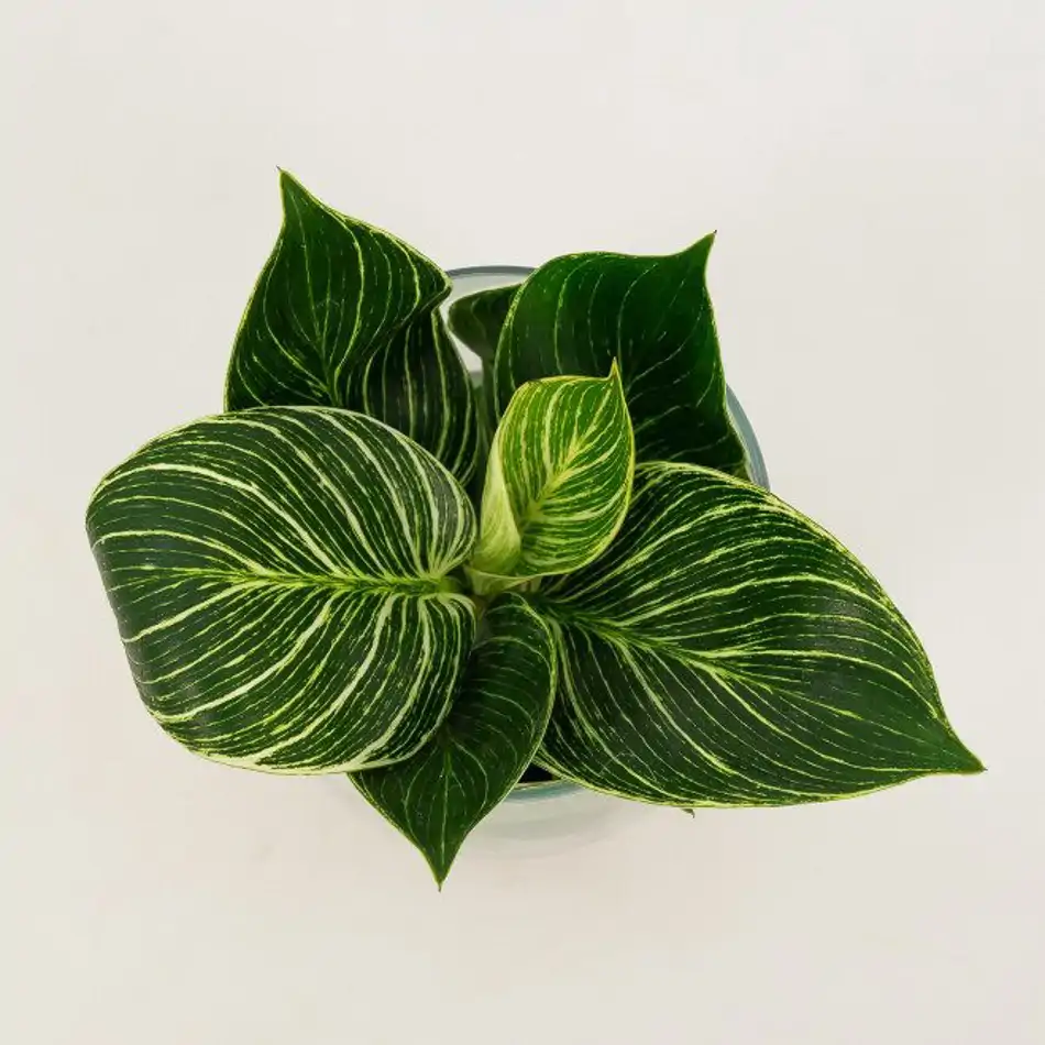 Philodendro aquàtic