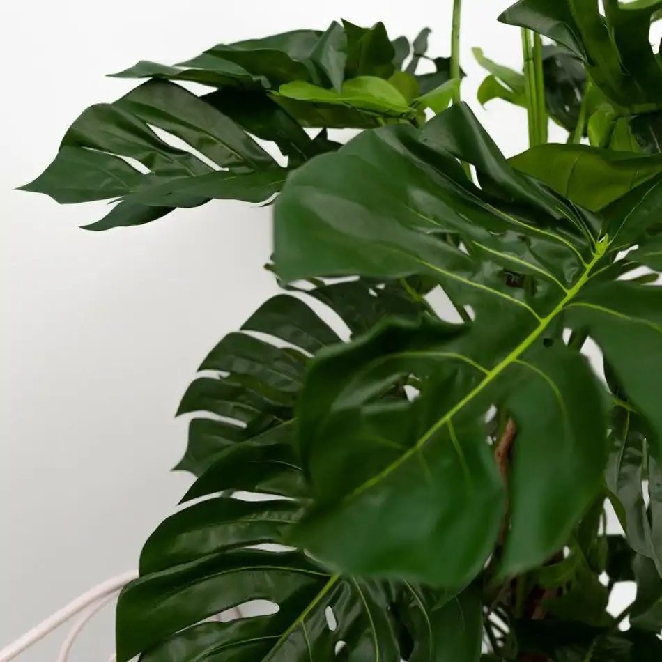 Philodendro Monstera artificial