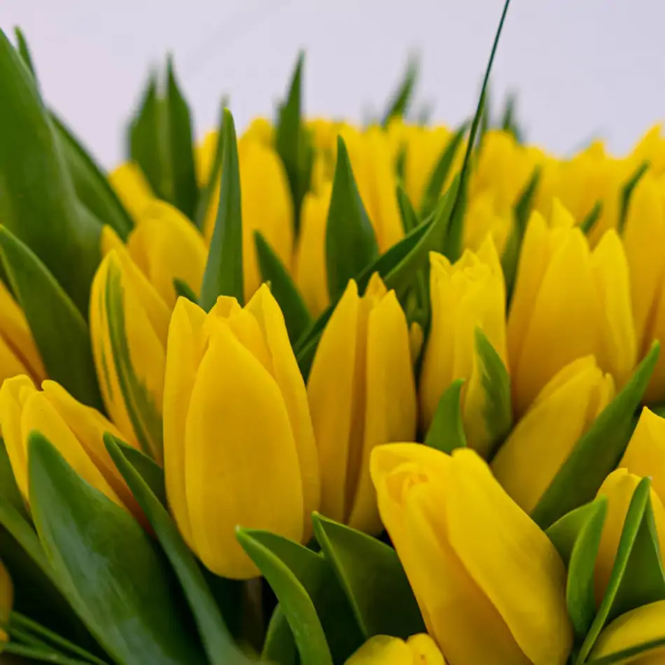 Ramo de tulipanes en base de cristal