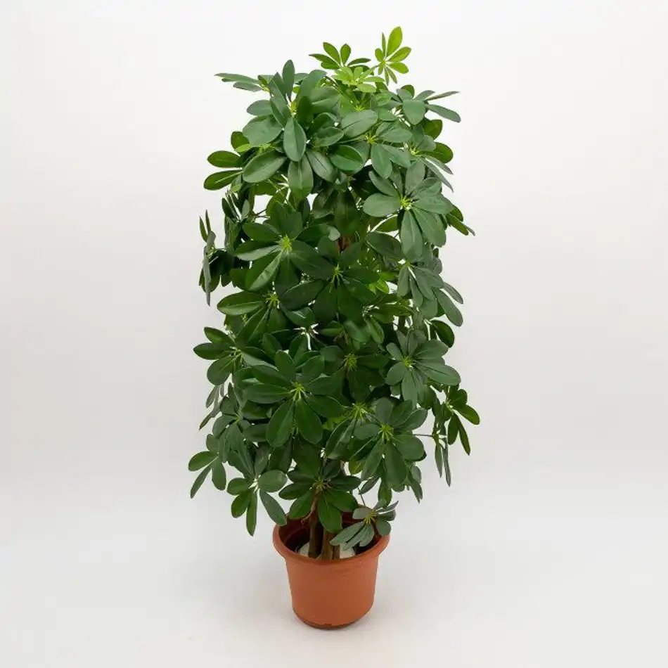 Schefflera artificial