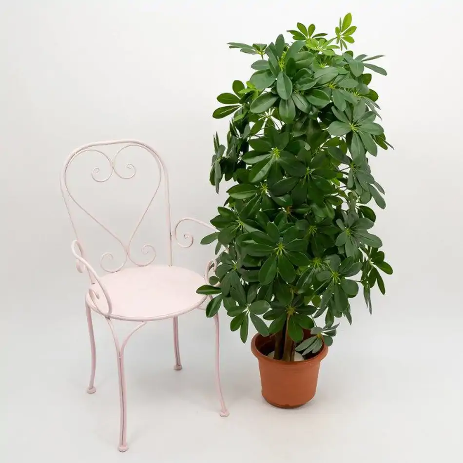Schefflera artificial