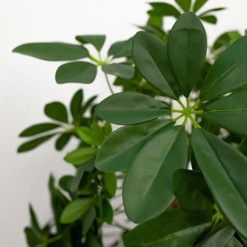 Schefflera artificial