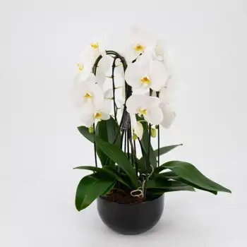 Comprar Cascada de phalaenopsis en Barcelona