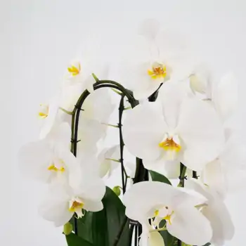 Comprar Cascada de phalaenopsis en Barcelona