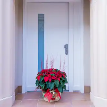 Comprar Composición poinsettias en base de mimbre en Barcelona