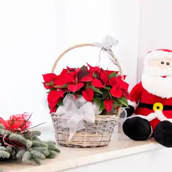 Comprar Composición poinsettias en base mimbre en Barcelona