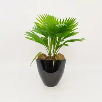 Comprar Livistona rotundifolia en Barcelona