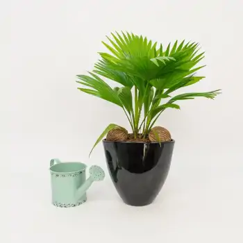 Comprar Livistona rotundifolia en Barcelona